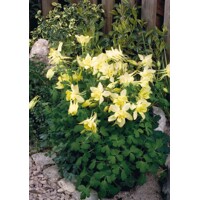 Aquilegia caerulea 'Spring Magic Yellow'