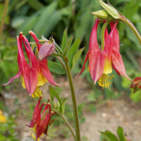 Aquilegia caerulea 'Spring Magic Yellow'