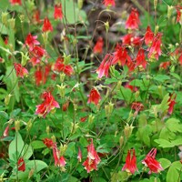 Aquilegia caerulea 'Spring Magic Yellow'