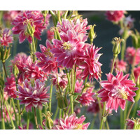Aquilegia caerulea 'Spring Magic Yellow'