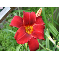 Ľaliovka – Hemerocallis ´Crimson Pirate´ Co14