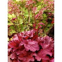 Heuchera  ’Berry Smoothie´ P13  5/10