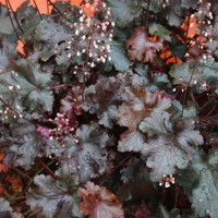 Heuchera micrantha ’Palace Purple’ Co13