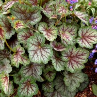 Heuchera americana ’Melting Fire´ P13