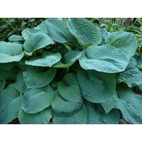 Funkia - Hosta ´August Moon´ P14