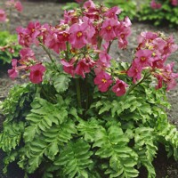 Incarvillea P14