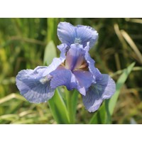 Iris germanica ´Golden Apple´ Co11 10/15