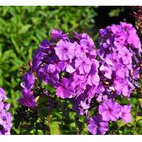 Flox metlinatý - Phlox paniculata ´Amethyst´