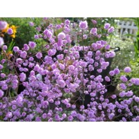 Thalictrum delavayi 'Hewitt's Double' K9
