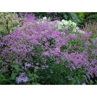 Thalictrum delavayi 'Hewitt's Double' K9