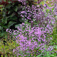 Thalictrum delavayi 'Hewitt's Double' K9