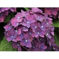 Hortenzia kalinolistá - Hydrangea macrophylla ´River Pink´ Co5L  25/30