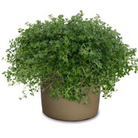Dúška citrónová - Thymus citridorius 'Aureus'   P14