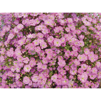 Gypsophila muralis ´Rose´ P12