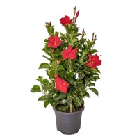 Mandevilla hybrida ´Grande Red´ Co3,25L  70/80