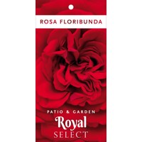 Ruža záhonová - Rosa floribunda ´Grand Selection´- červená Co4L