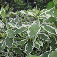 Cornus alba ´Elegantisssima´ Co1,5L