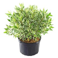 Cornus alba ´Elegantisssima´ Co1,5L