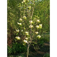 Magnolia soulangeana Sunrise