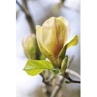 Magnolia soulangeana Sunrise