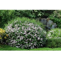 Orgován meyerov  - Syringa meyeri ´Palibin´ C2,5L