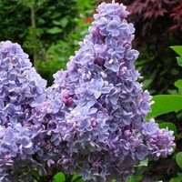 Orgován obyčajný - Syringa vulgaris 'Mme Lemoine'  Co12L km1/2