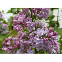 Orgován obyčajný - Syringa vulgaris 'Mme Lemoine'  Co12L km1/2