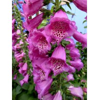 Náprstník purpurový - Digitalis purpurea ´Panther´ Co2L