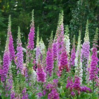 Náprstník purpurový - Digitalis purpurea ´Panther´ Co2L