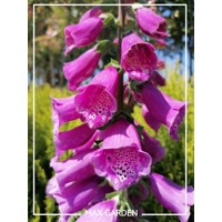 Náprstník purpurový - Digitalis purpurea ´Panther´ Co2L