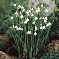Leucojum aestivum