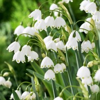 Leucojum aestivum