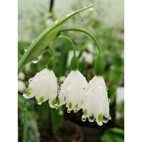 Leucojum aestivum