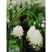 Leucojum aestivum