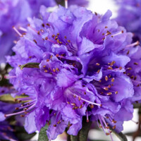 Rododendrón - Rhododendron impeditum ´Maggie´ Co2L 20/30