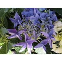 Hortenzia kalinolistá - Hydrangea macrophylla 'Bouquet Rose' Co2.5L