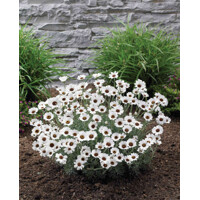 Rodanthemum ´Casablanca´ P13