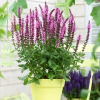Salvia nemorosa ´Deep Rose´ P17