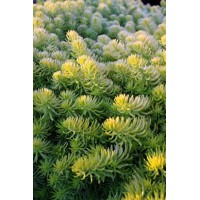 Sedum rupestre 'Glaucum'