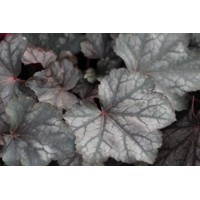 Heuchera  ’Berry Smoothie´ P13  5/10