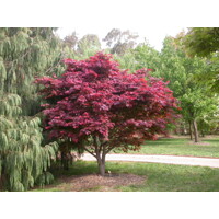 Javor dlaňolistý - Acer palmatum ´Atropurpureum´  Co25L 110/120