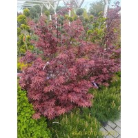 Javor dlaňolistý - Acer palmatum ´Atropurpureum´  Co25L 110/120