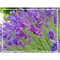 Levanduľa úzkolistá  -  Lavandula angustifolia 'Hidcote Blue'  P15