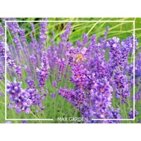 Levanduľa úzkolistá  -  Lavandula angustifolia 'Hidcote Blue'  P15