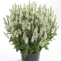 Salvia nemorosa ´Sensation Deep blue´