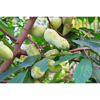 Asimina triloba (PAW-PAW) - 120/140cm