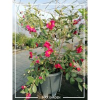 Kamélia Japonská  - Camellia japonica ´Lady Campbell´   30/40