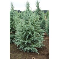 Céder himalájsky - Cedrus deodara ´Feelin Blue´ Co3L 30/35