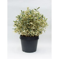 Bršlen japonský  - Euonymus japonicus Bravo'   Co1L 15/20