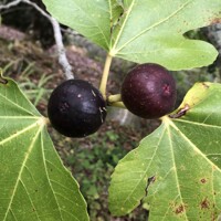 Ficus carica ´Nero´ Co2L  30/40